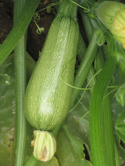 ZAPALLITO GREY ZUCCHINI X 500 GR EMERALD